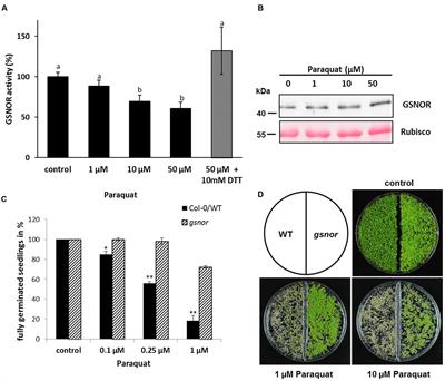 ROS-Mediated Inhibition of S-nitrosoglutathione Reductase Contributes to the Activation of Anti-oxidative Mechanisms